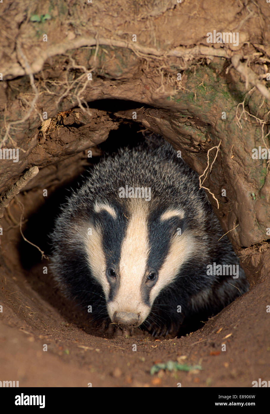 Badger - Meles meles Stockfoto