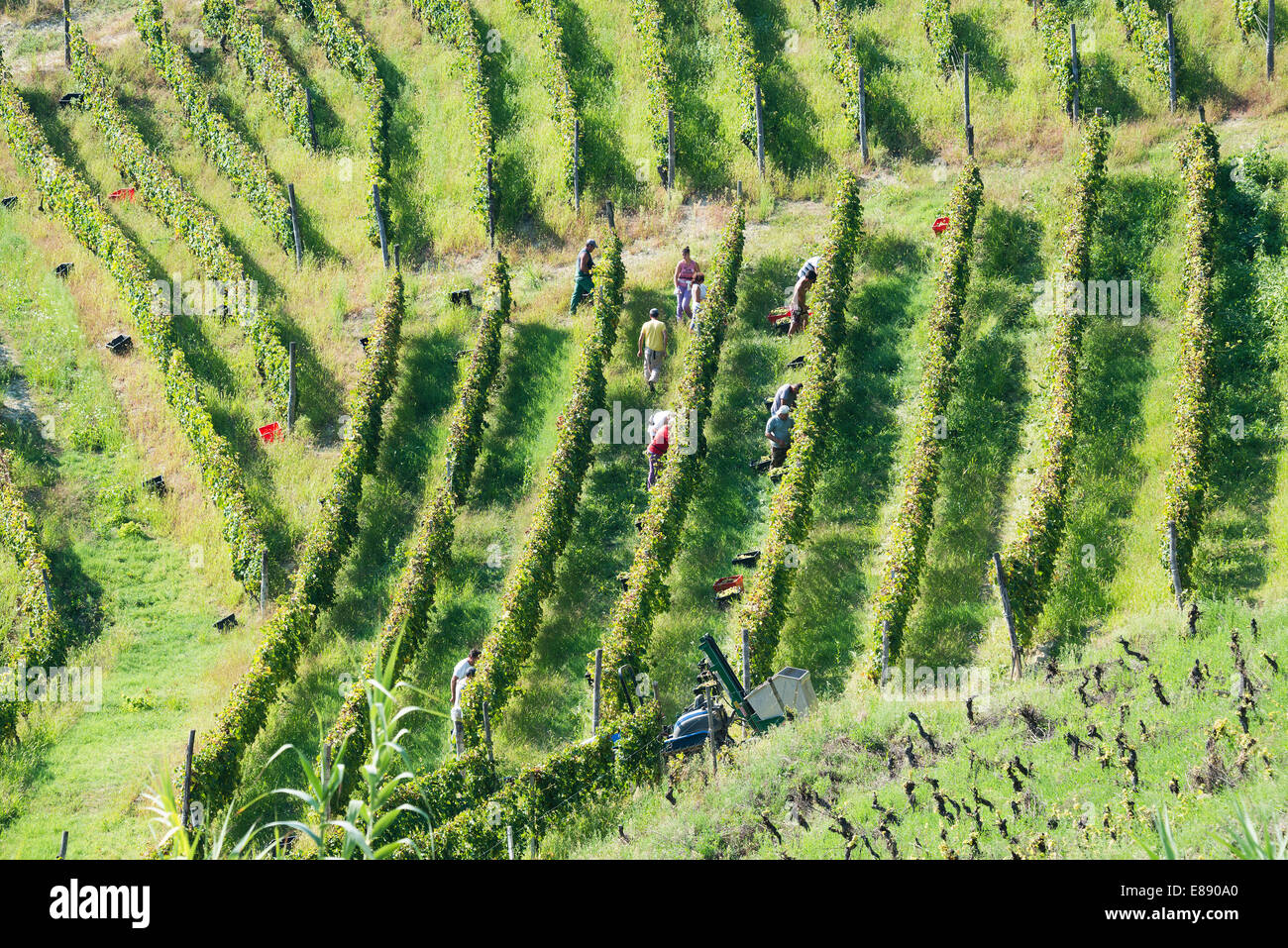 Italien, Panorama über die Weinberge des Piemonts: Langhe Roero und Monferrato auf der UNESCO-Welterbe Liste. Die Ernte. Stockfoto