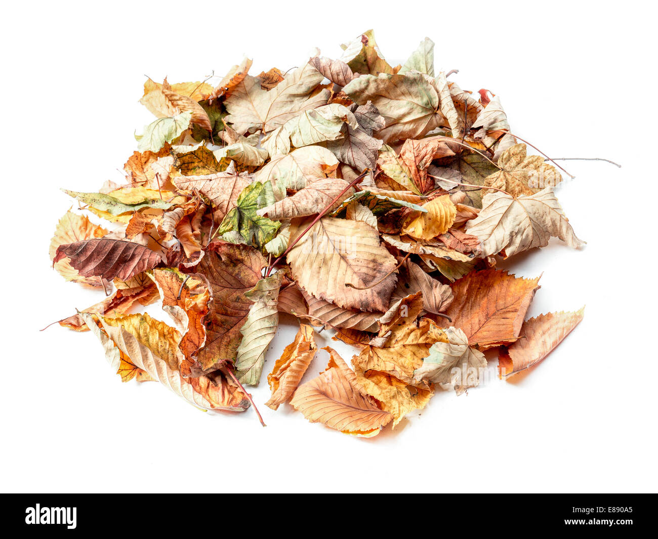 Haufen von Toten Herbst Blätter Schuss auf weiß Stockfoto