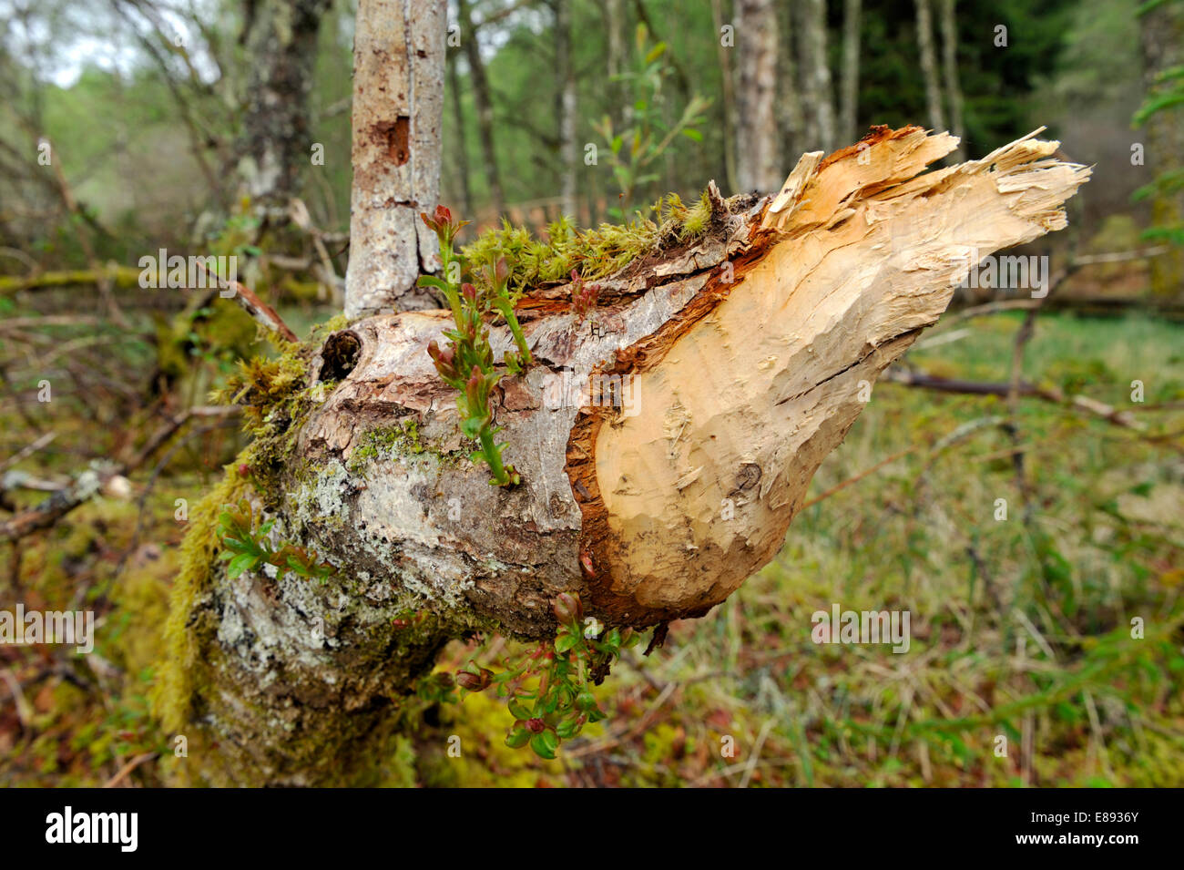 Europäischer Biber - Castor Fiber - Baum Schaden Stockfoto