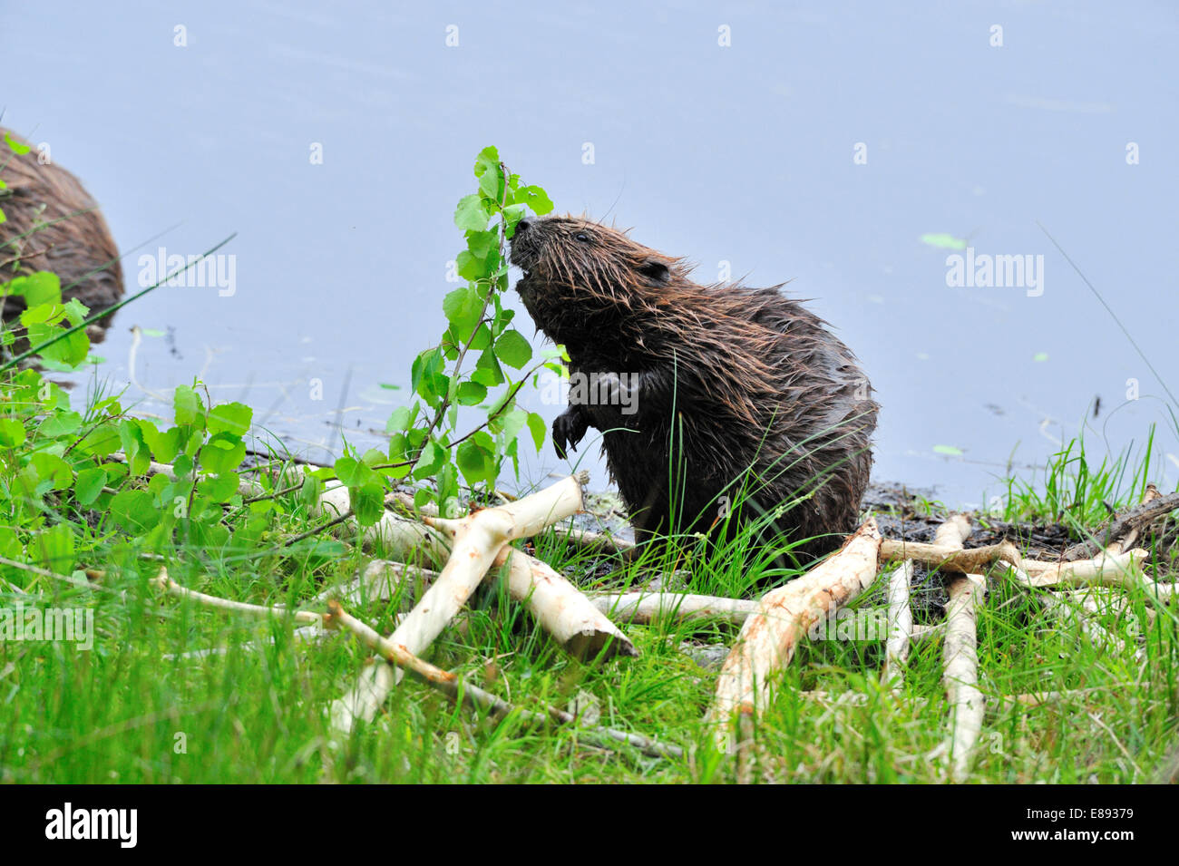 Europäischer Biber - Castor fiber Stockfoto