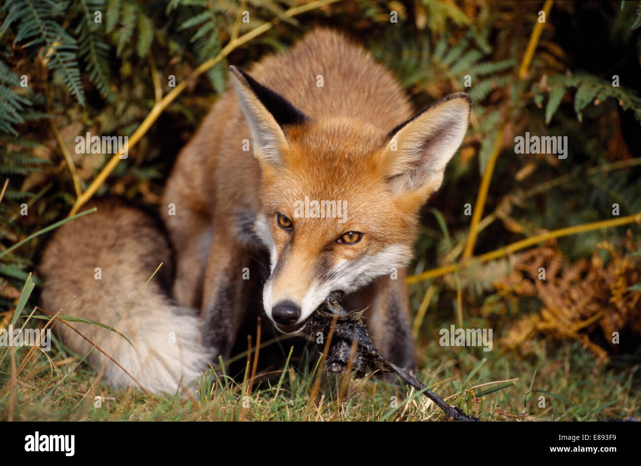 Fox - Vulpes vulpes Stockfoto