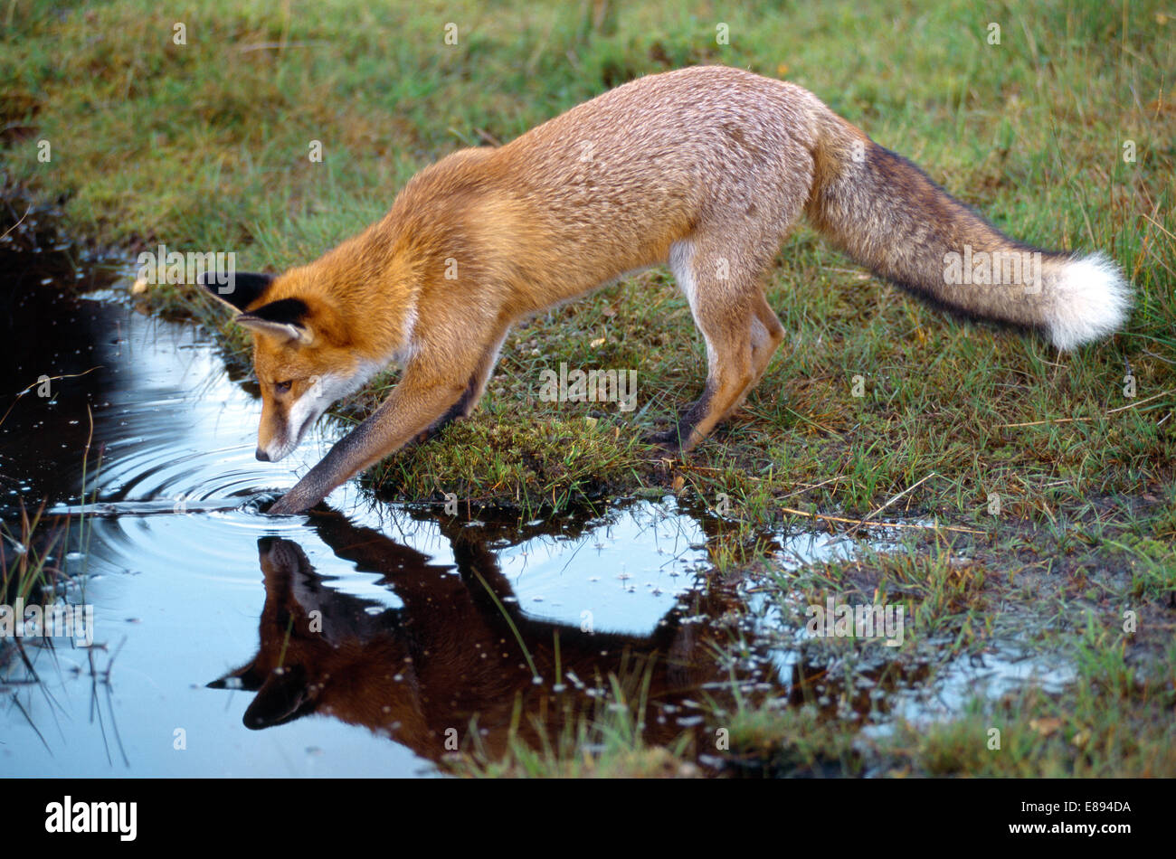 Fox - Vulpes vulpes Stockfoto