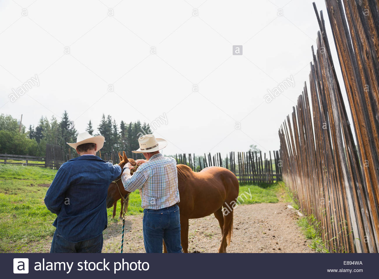 Viehzüchter, heften sich ein Pferd auf der Weide Stockfoto