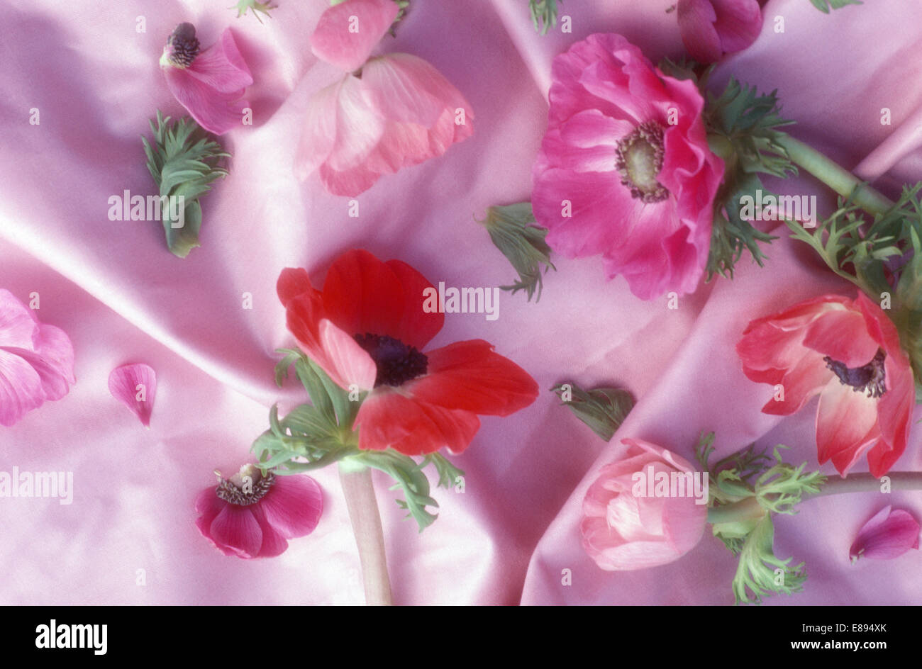 Stilleben mit rosa und roten Anemone Blumen auf rosa Seidenstoff Stockfoto