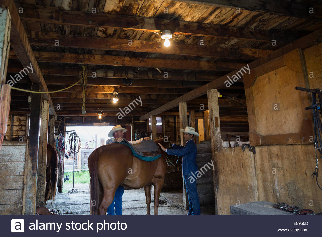 Viehzüchter, Heften Sie Pferd im Stall Stockfoto