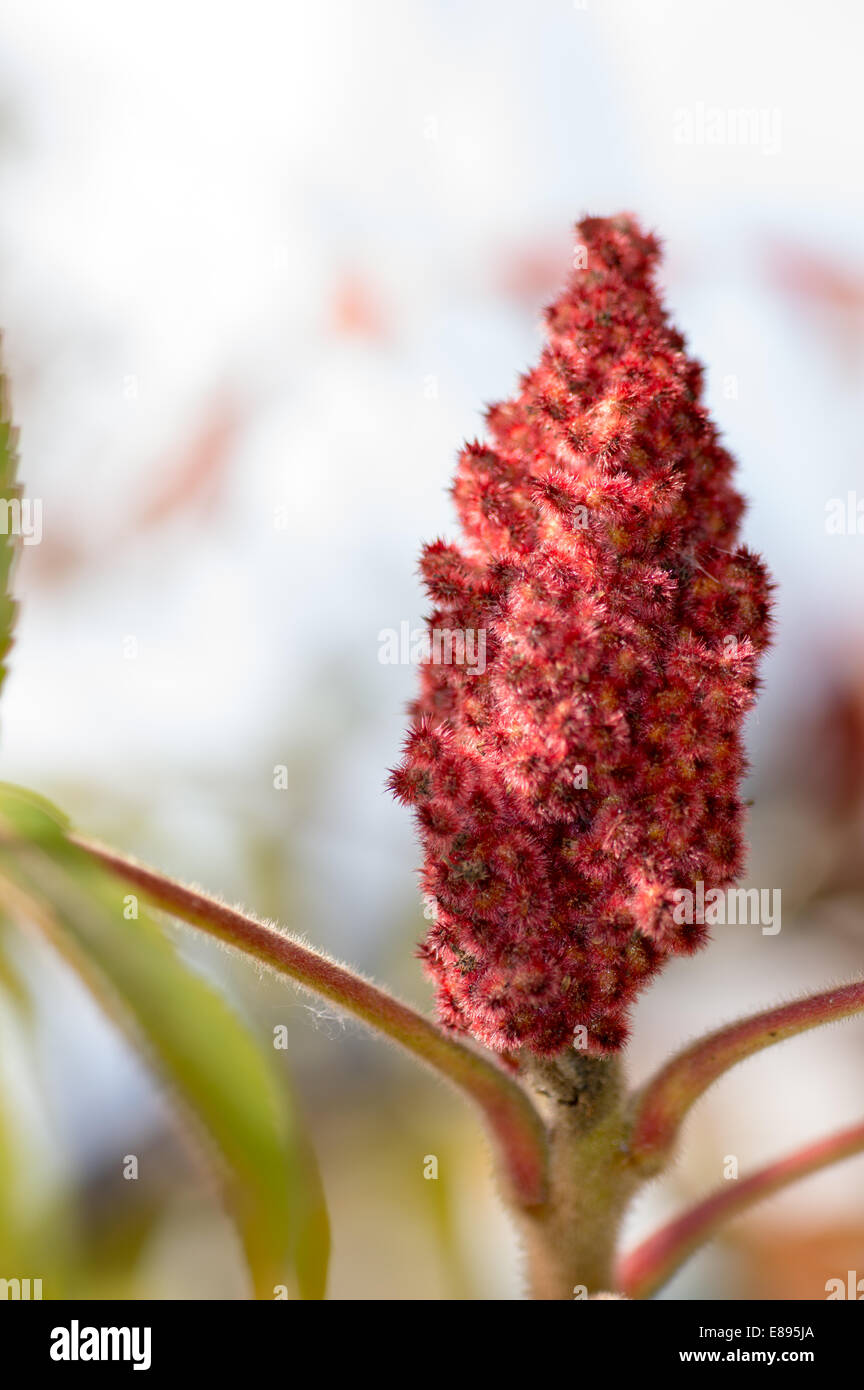 Essigbaum blutenstand -Fotos und -Bildmaterial in hoher Auflösung – Alamy