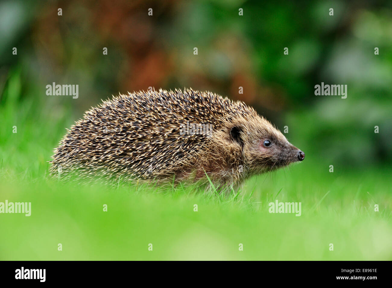 Igel - Erinaceus europaeus Stockfoto