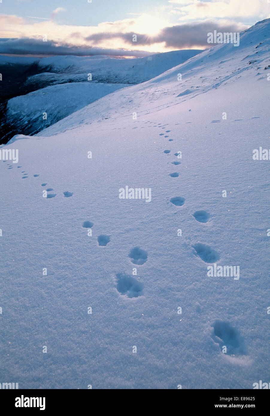 Schneehase - Lepus timidus Stockfoto