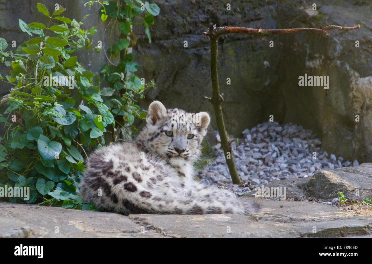 Einsame snow leopard Cub ruht auf Sims. Stockfoto
