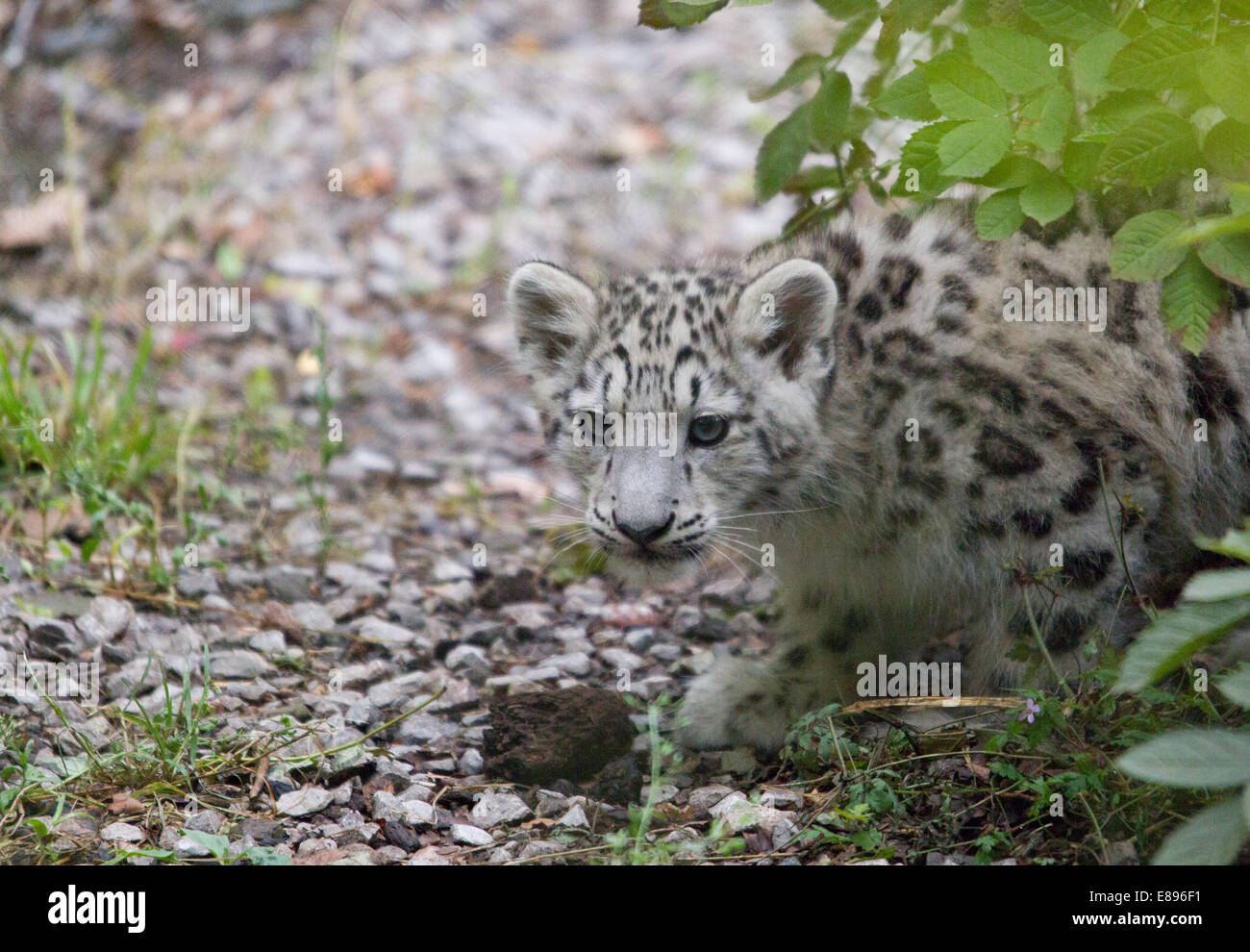 Einsame snow leopard cub Streifen durch das Unterholz. Stockfoto