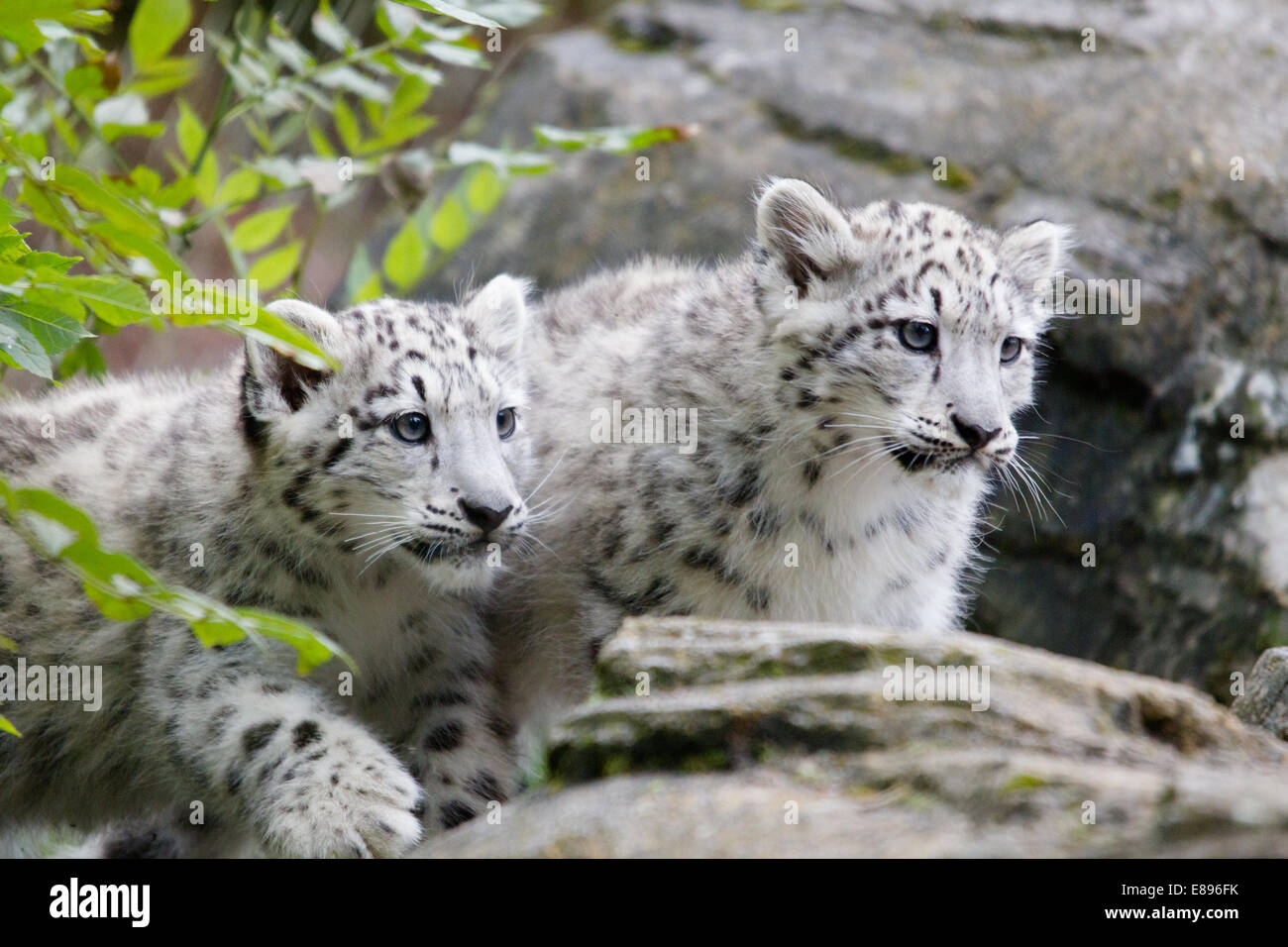 Zwei snow leopard cubs Erkundung einer Leiste. Stockfoto