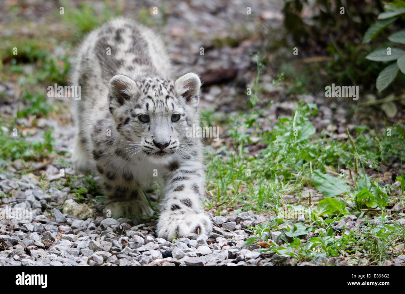 Ein einsamer snow leopard Cub versuchsweise Entdecker der Gegend. Stockfoto
