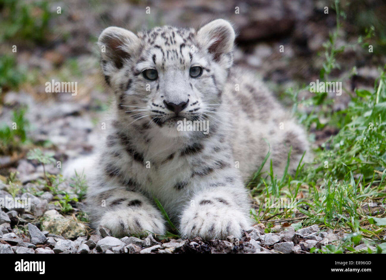 Ein snow leopard Cub wachsam lag auf dem Boden. Stockfoto