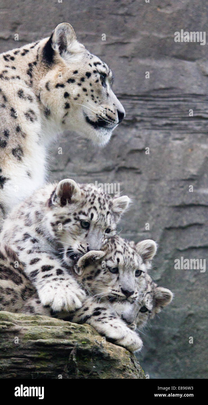 Schneeleoparden, Mutter und Jungen wachen über ihr Reich. Stockfoto