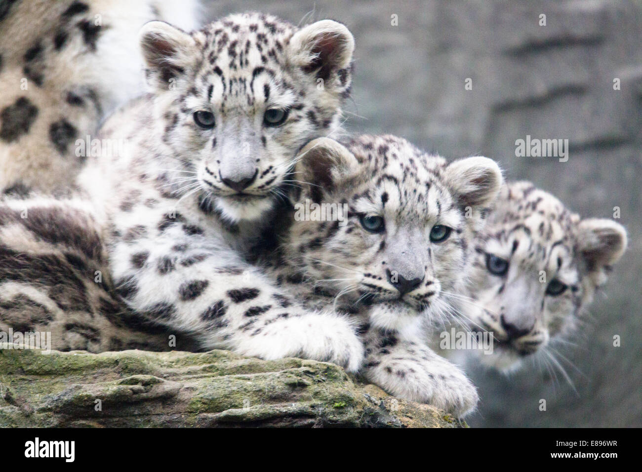 Drei snow leopard Cubs über eine Leiste auf der Suche Stockfoto