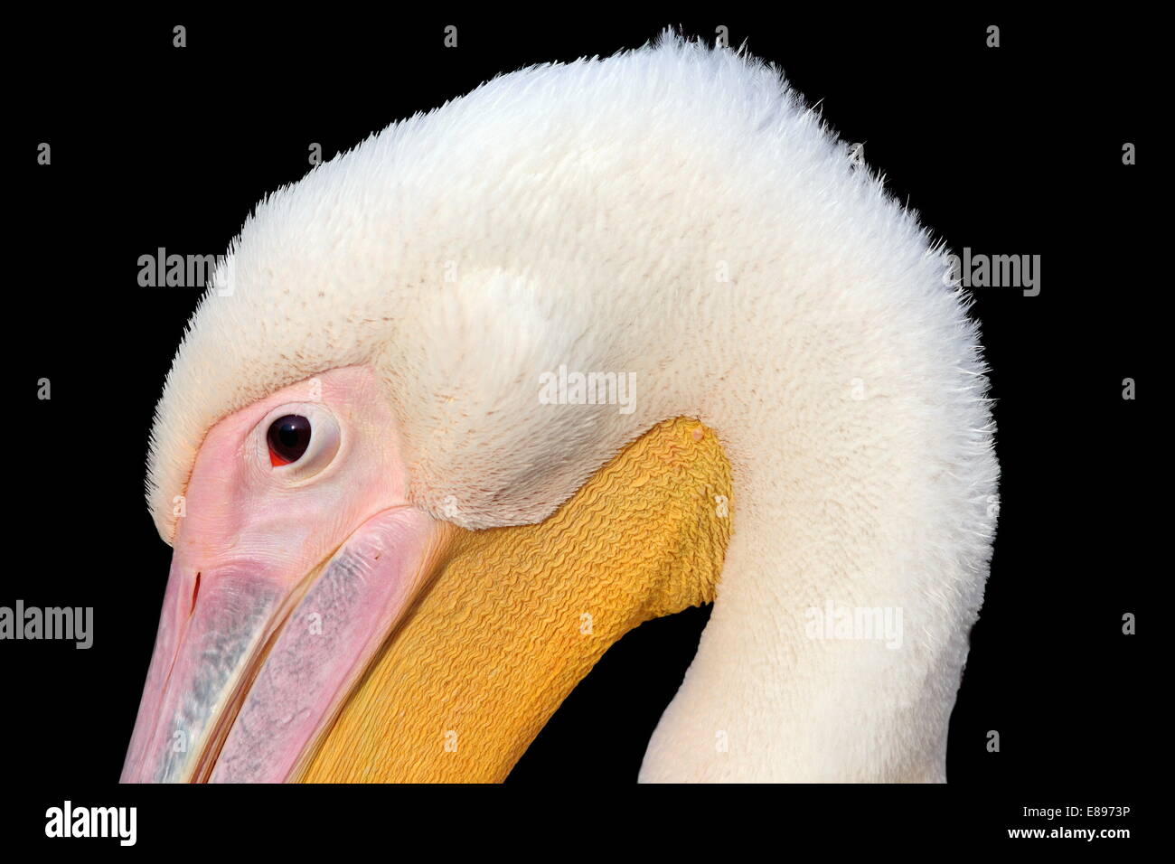 Nahaufnahme von großer Pelikan (Pelecanus Onocrotalus) Kopf auf dunklem Hintergrund Stockfoto