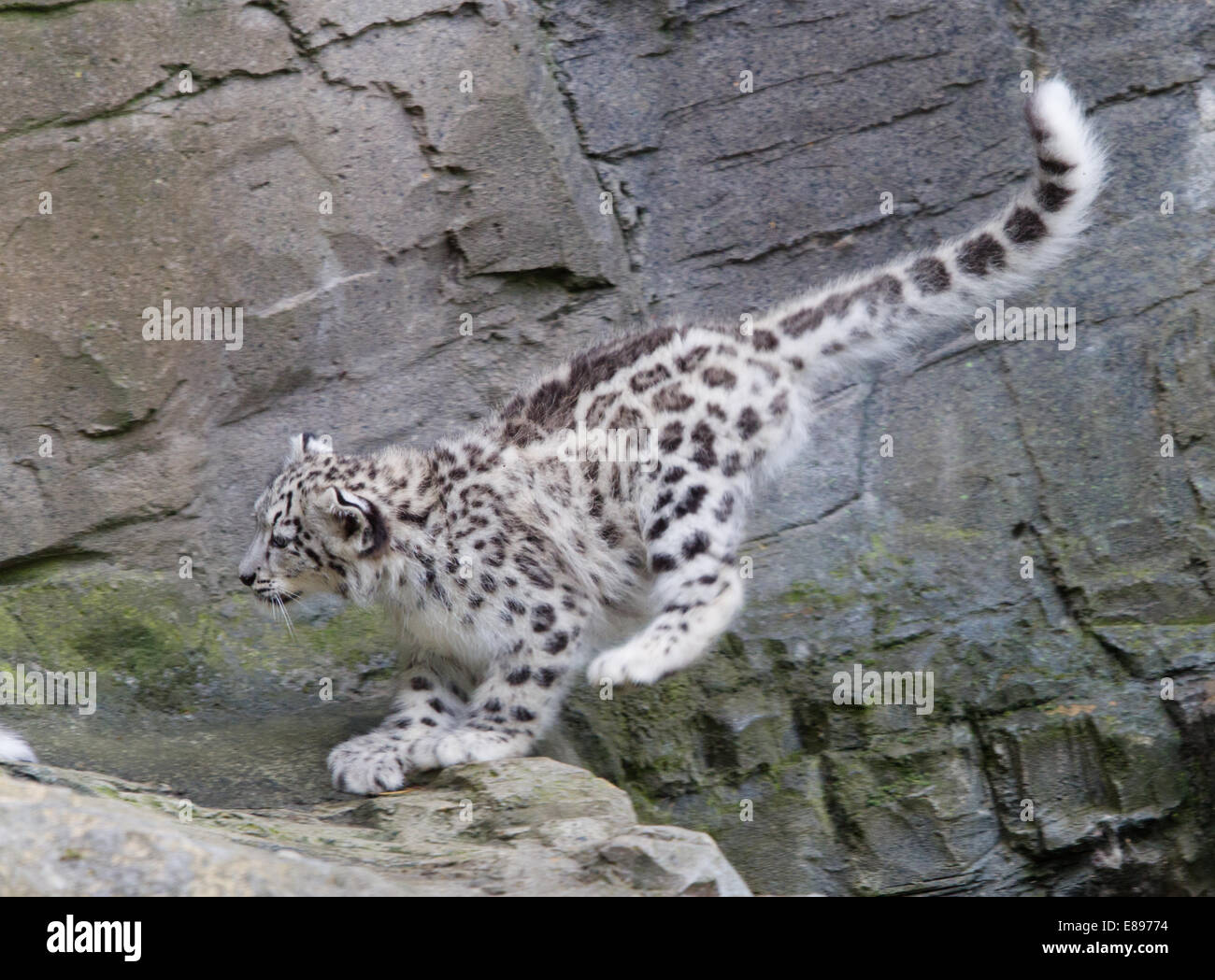Snow Leopard cub vervollständigt ein Sprung über eine Lücke in einer Leiste. Stockfoto
