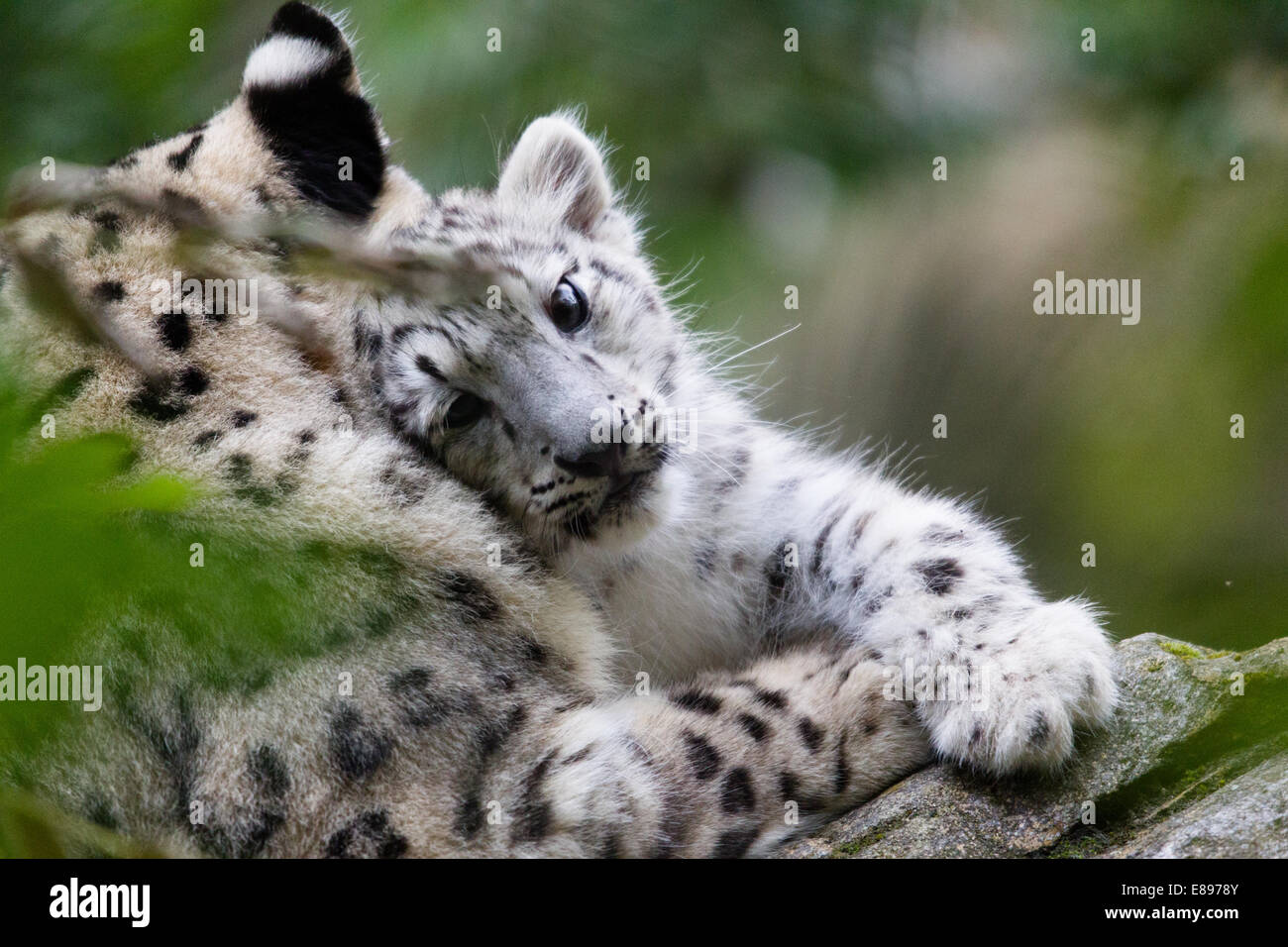 Mutter snow leopard und Cub teilen bin intimen Moment. Stockfoto