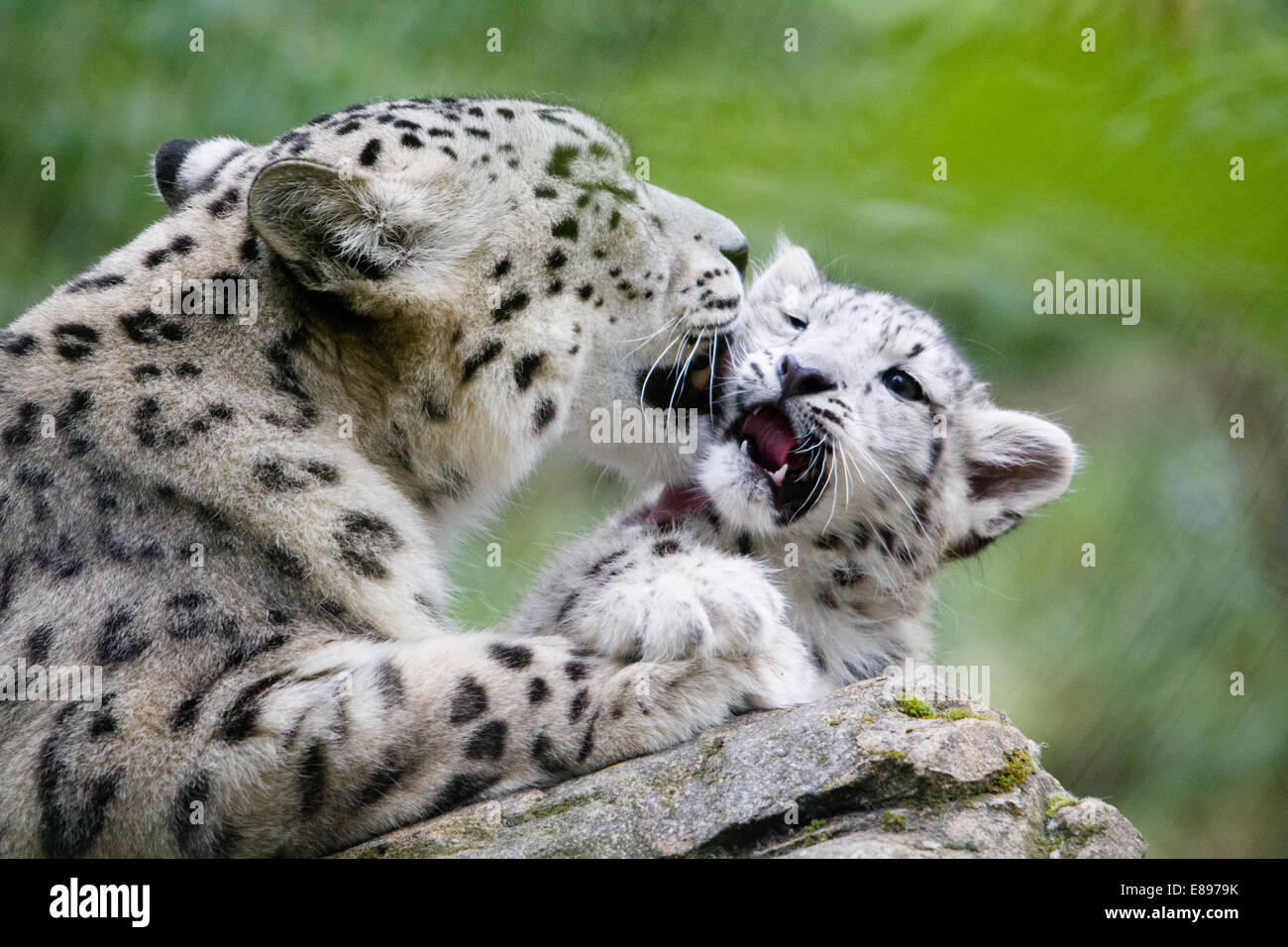 Mutter waschen snow leopard Cub. Stockfoto