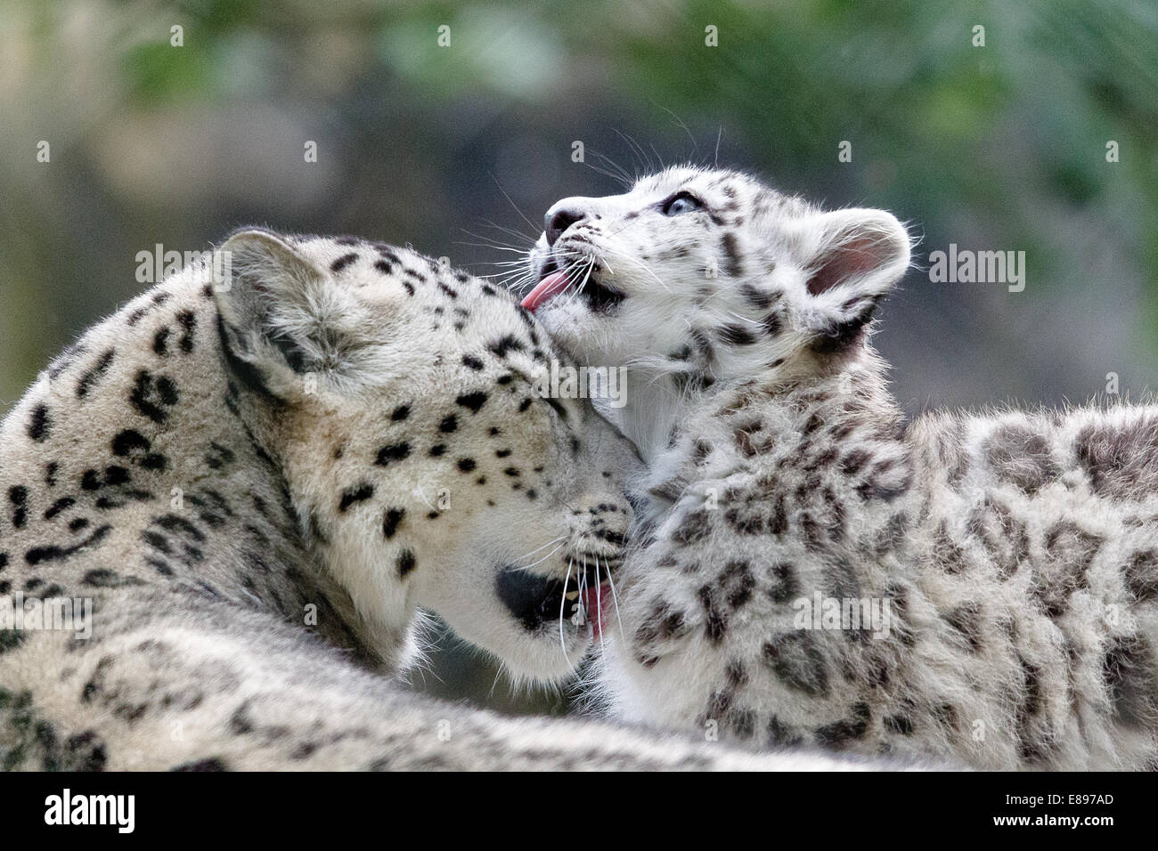 Mutter snow leopard durch ihr Junges gewaschen werden Stockfoto
