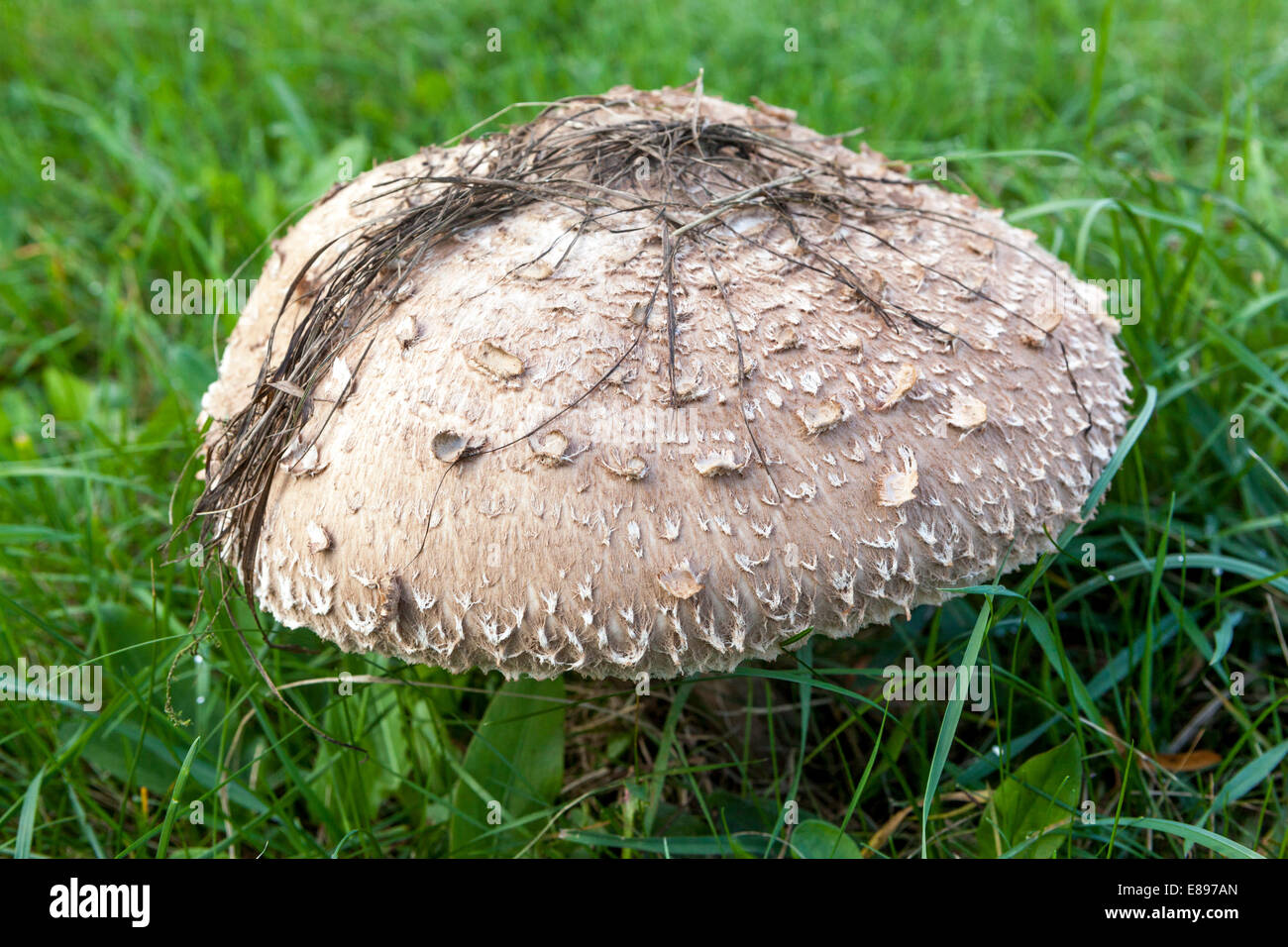 Macrolepiota procera Sonnenschirm Pilz, ausgezeichnete essbare Pilze in grasbewachsenen Wiese Garten Rasen Gras Stockfoto