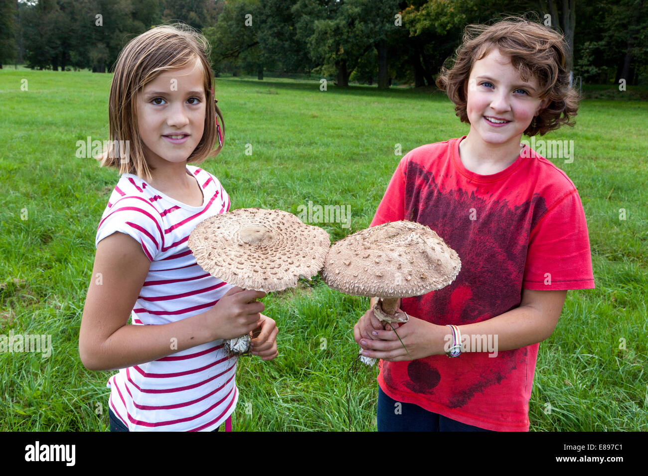 Zwei Mädchen pflücken Sonnenpilz Macrolepiota procera, eine ausgezeichnete essbare Pilze Stockfoto