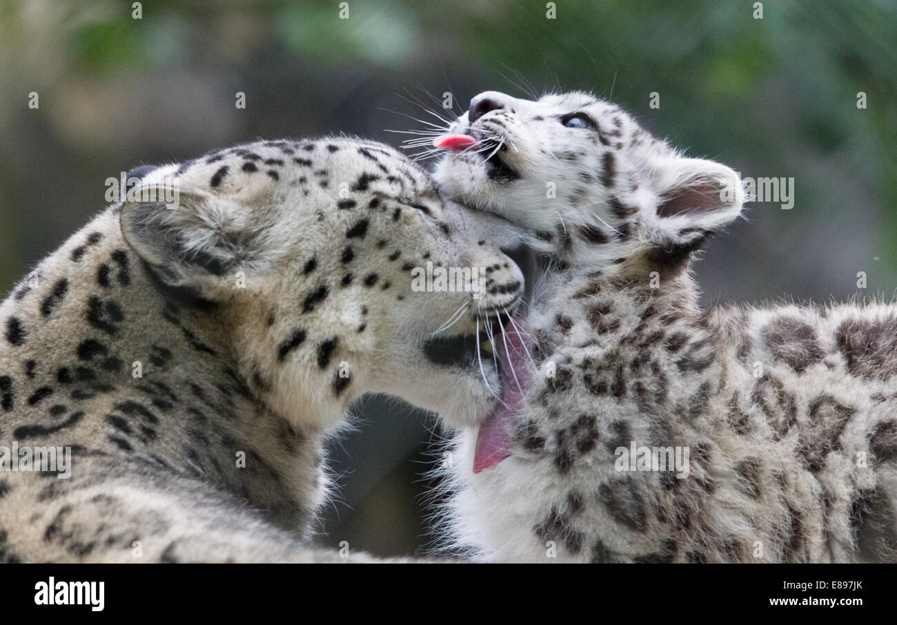 Mutter Snow Leopard waschen ihr junges Stockfoto