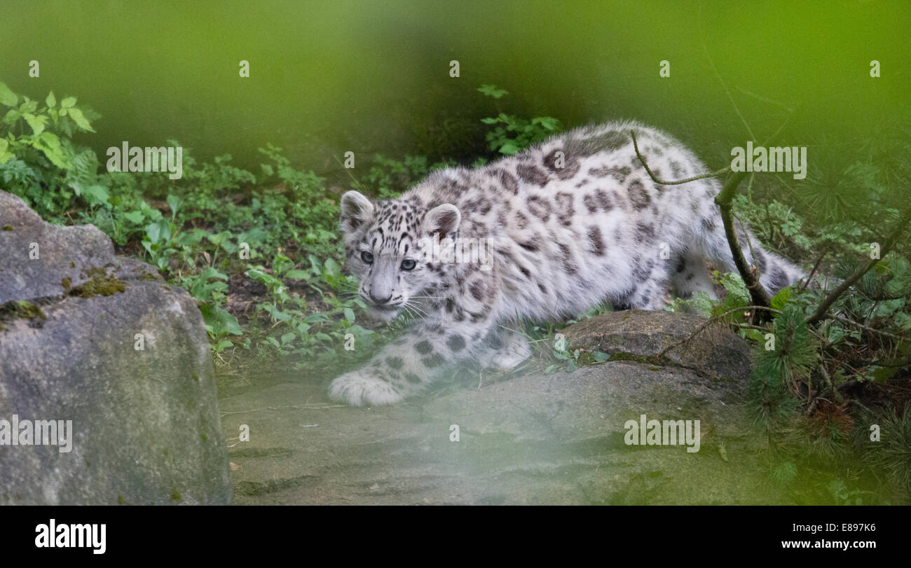 Eine schöne snow leopard Cub spielen Anpirschen. Stockfoto