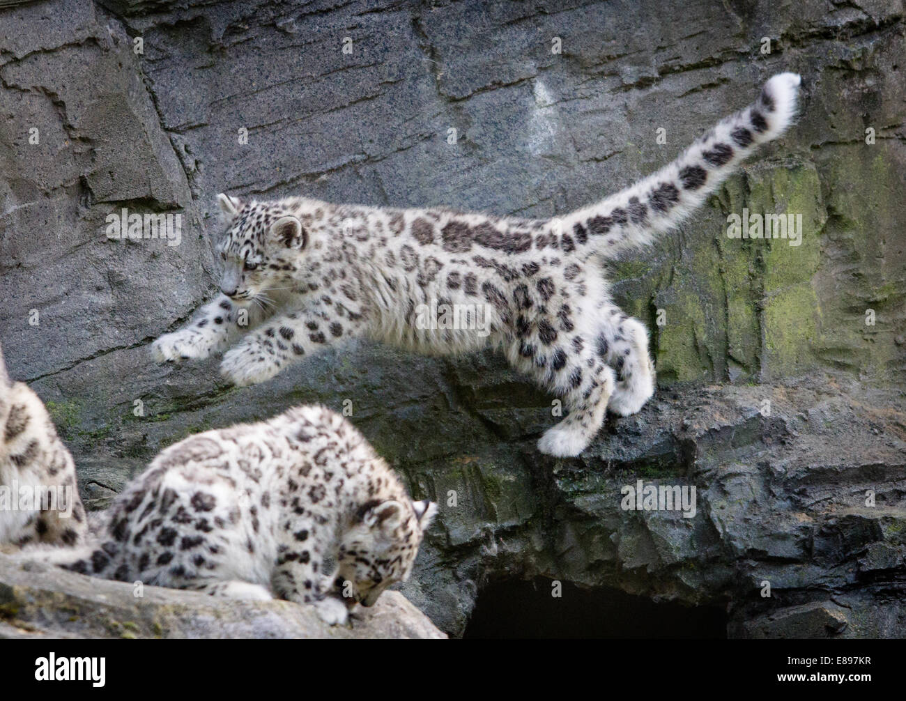 Zwei snow leopard Cubs eine springende eine Lücke Stockfoto