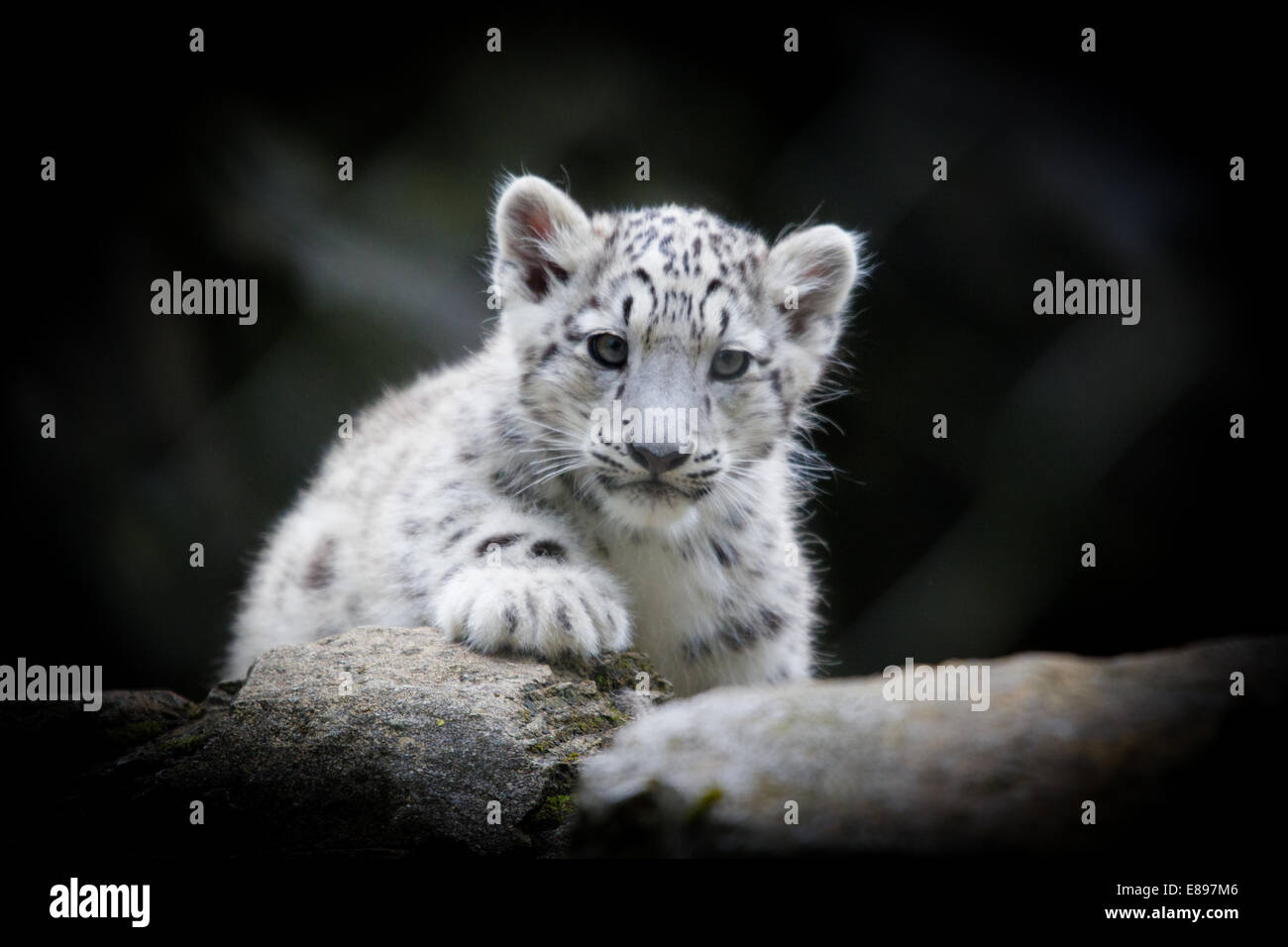 Junge snow leopard Cub on the prowl Stockfoto