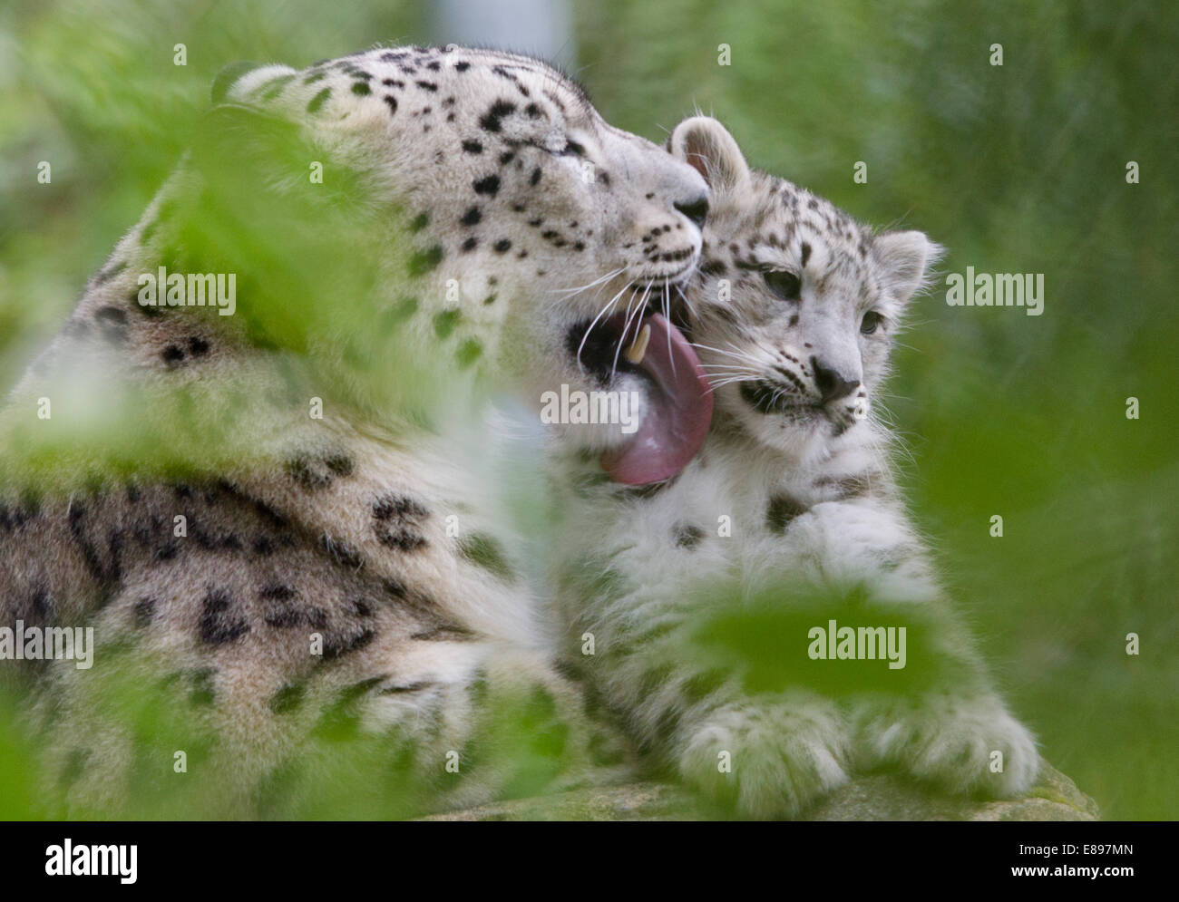 Mutter Snow Leopard waschen cub Stockfoto