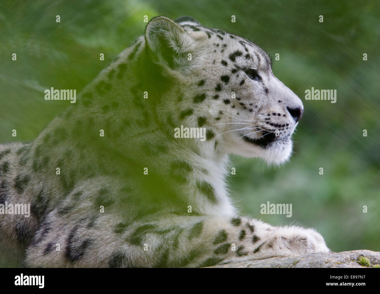 Stolz weiblichen Snow Leopard durch Laub Stockfoto