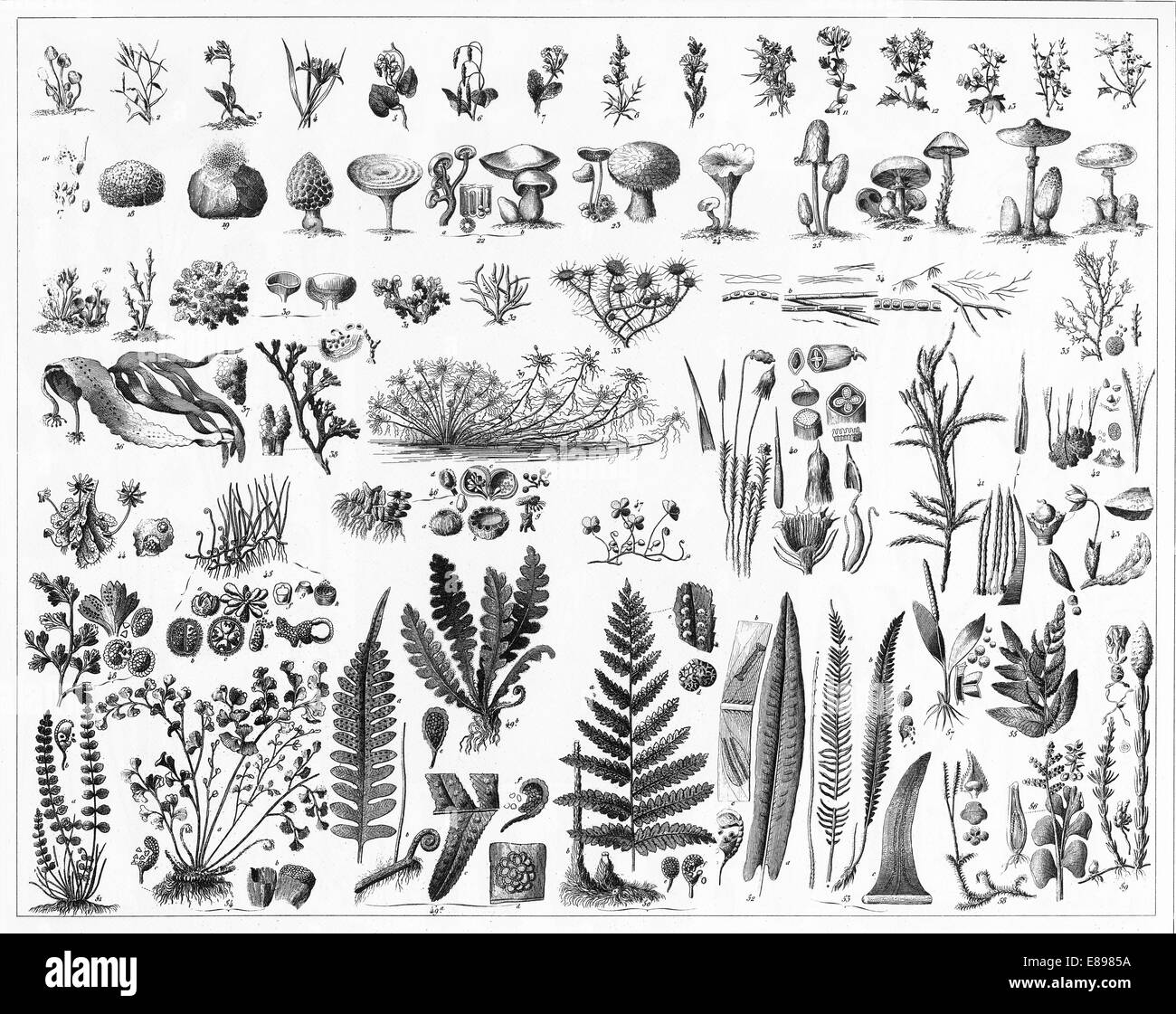 Gravierten Abbildungen von Algen und Pilzen aus ikonographische Enzyklopädie der Wissenschaft, Literatur und Kunst, veröffentlicht im Jahre 1851. Stockfoto