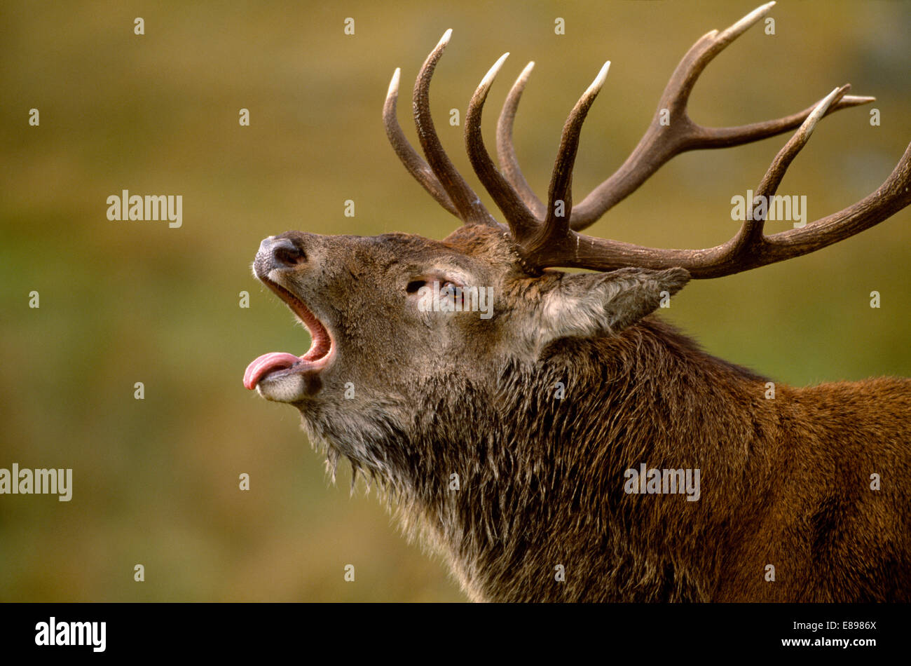 Rotwild - Cervus elaphus Stockfoto