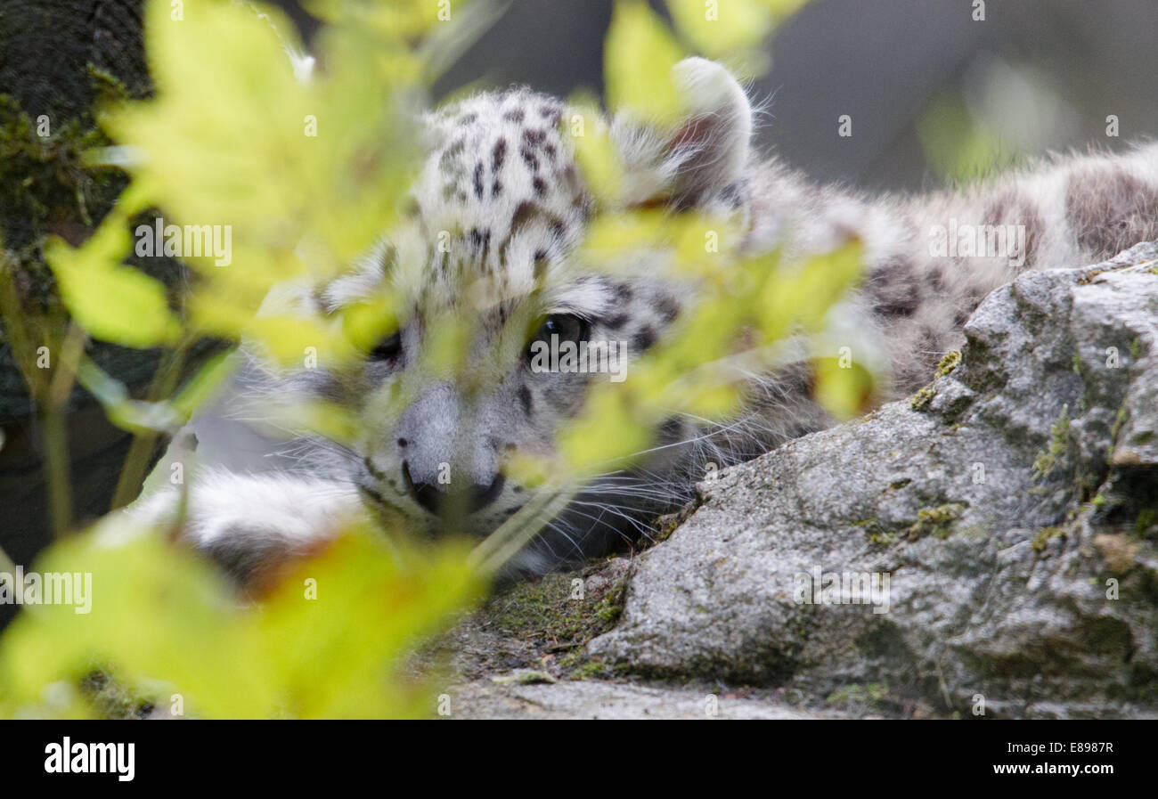 Cute snow leopard Cub versteckt sich hinter Blätter Stockfoto