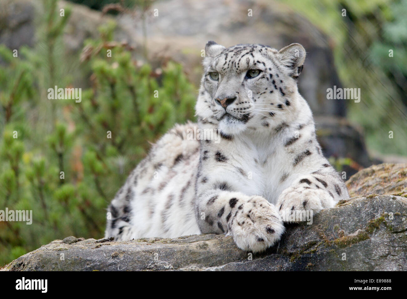 Nach snow leopard liegend auf der Suche sehr stolz Stockfoto