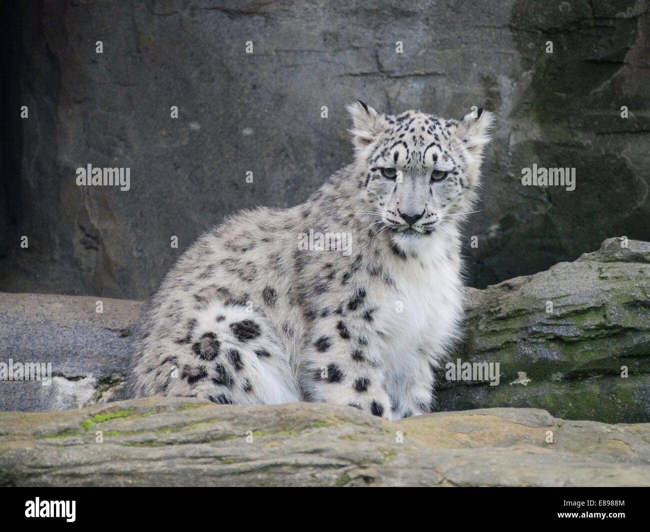 Snow Leopard cub sitzen. Stockfoto