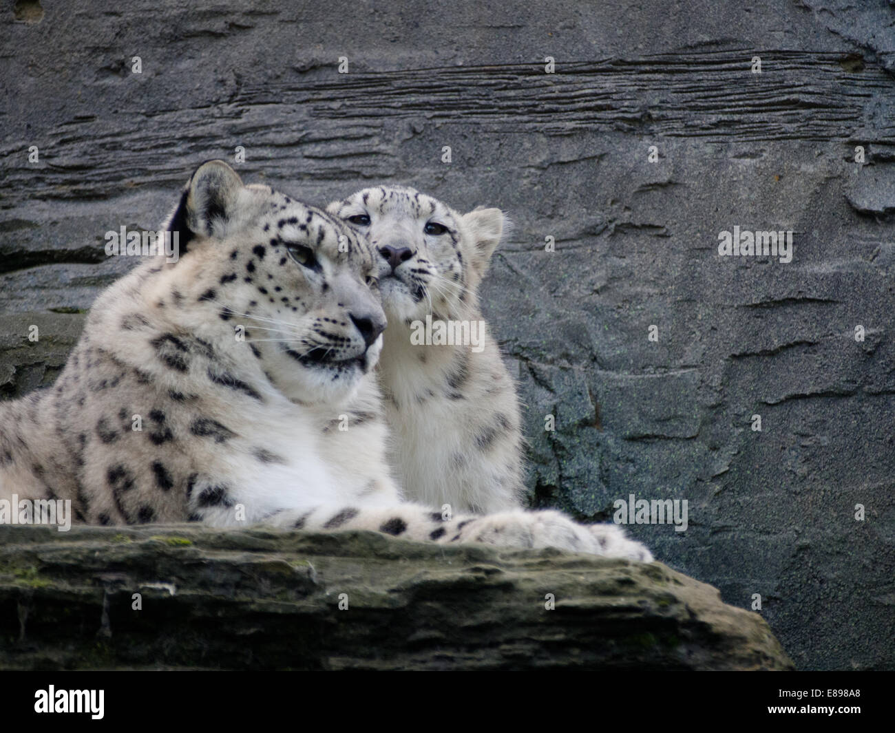 Schneeleoparden, Mutter und Cub reiben Flächen auf Leiste Stockfoto