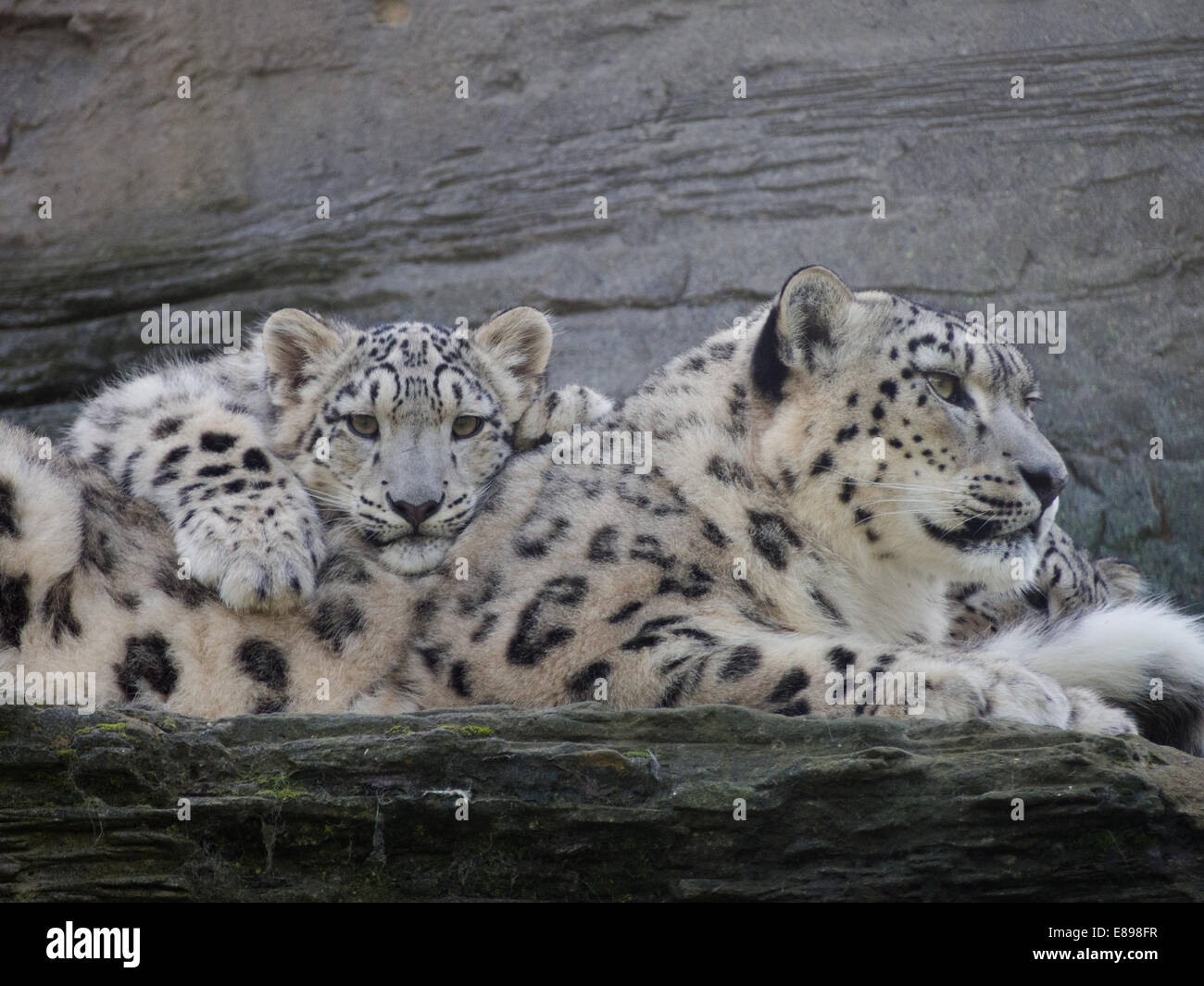 Schneeleoparden, Mutter und Jungtier über Mamas drapiert zurück Stockfoto