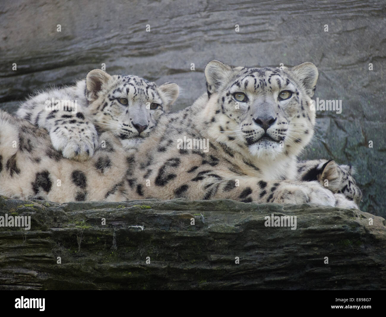 Schneeleoparden, Mutter und cub Kuscheln auf Leiste Stockfoto