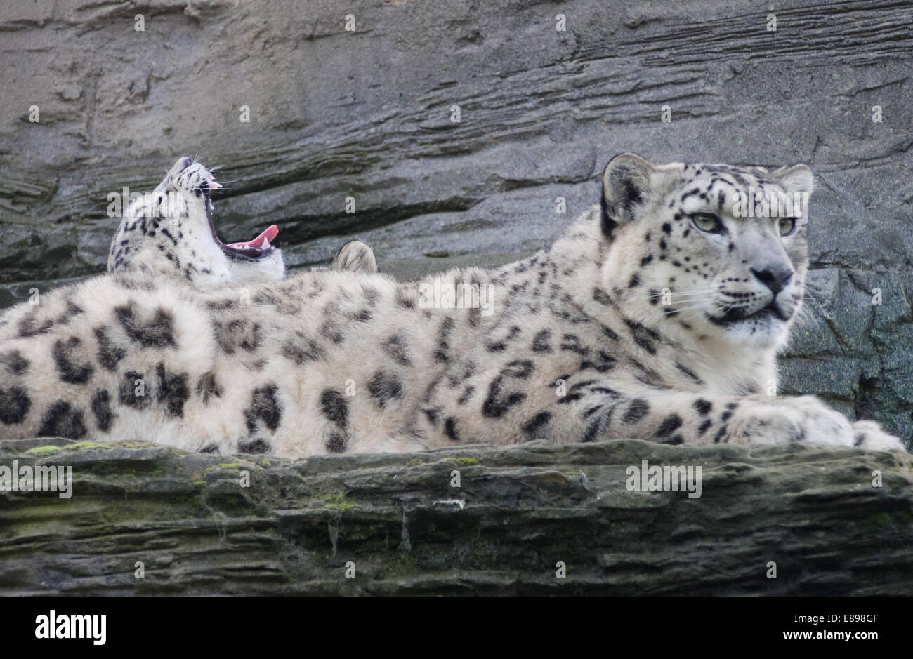 Schneeleoparden, Mutter und Jungtier, Gähnen, auf Leiste Stockfoto