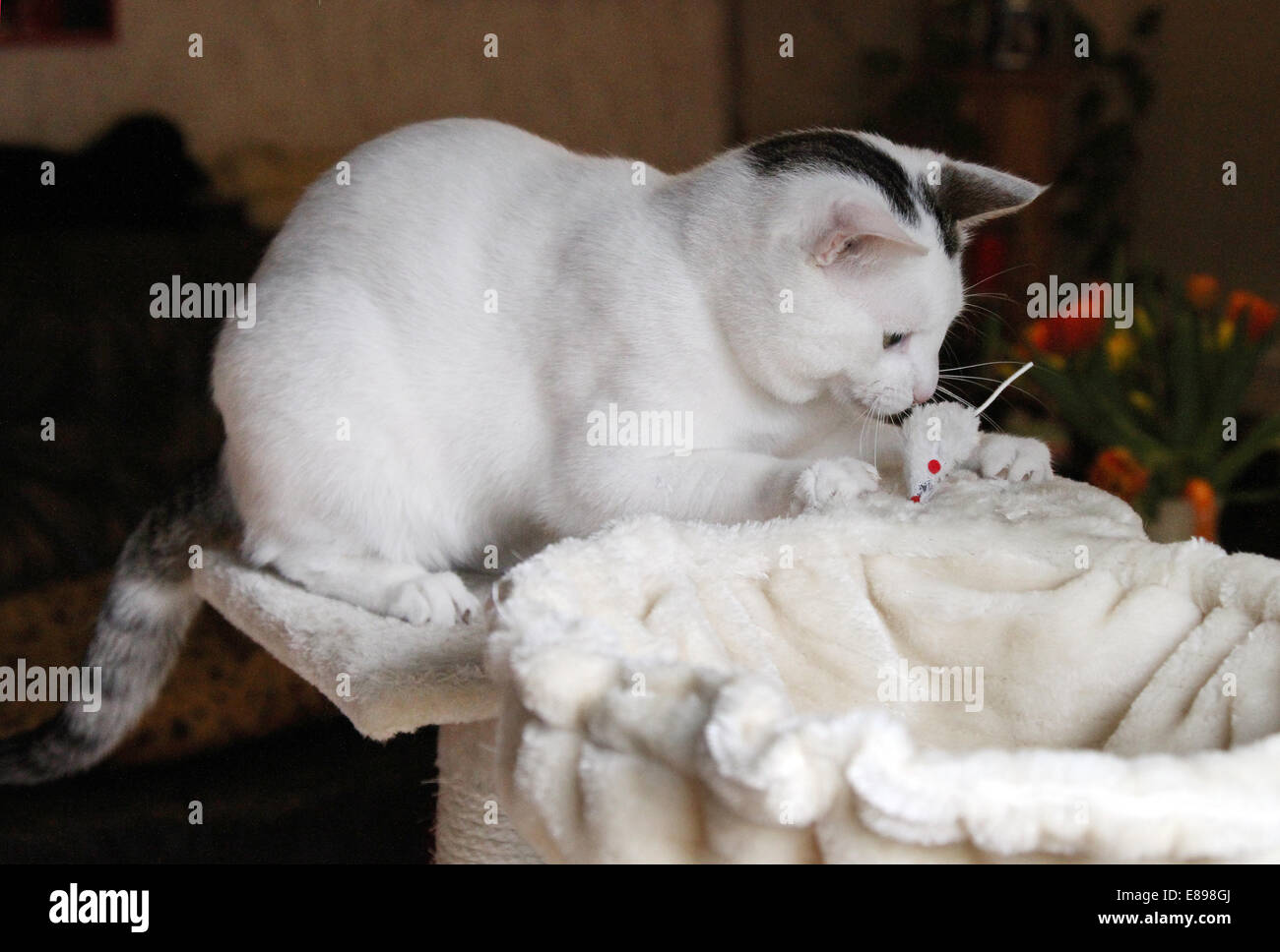 Neue Hagen als Katze spielt mit einem Tuch-Maus Stockfoto