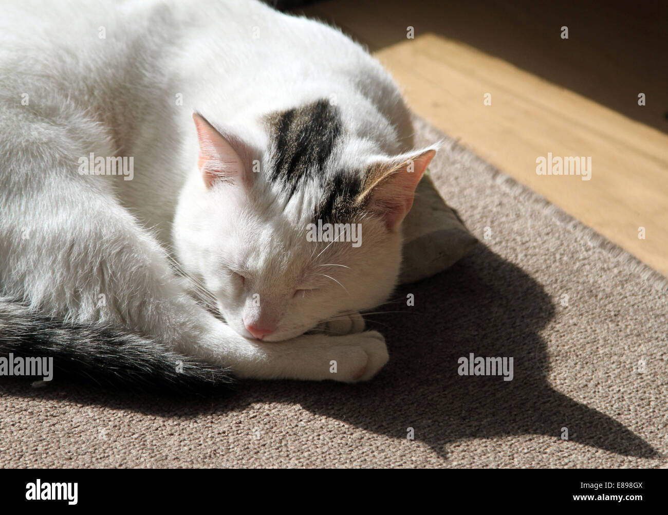 Neuer Hagen als Katze schläft zusammengerollt im Sonnenlicht Stockfoto