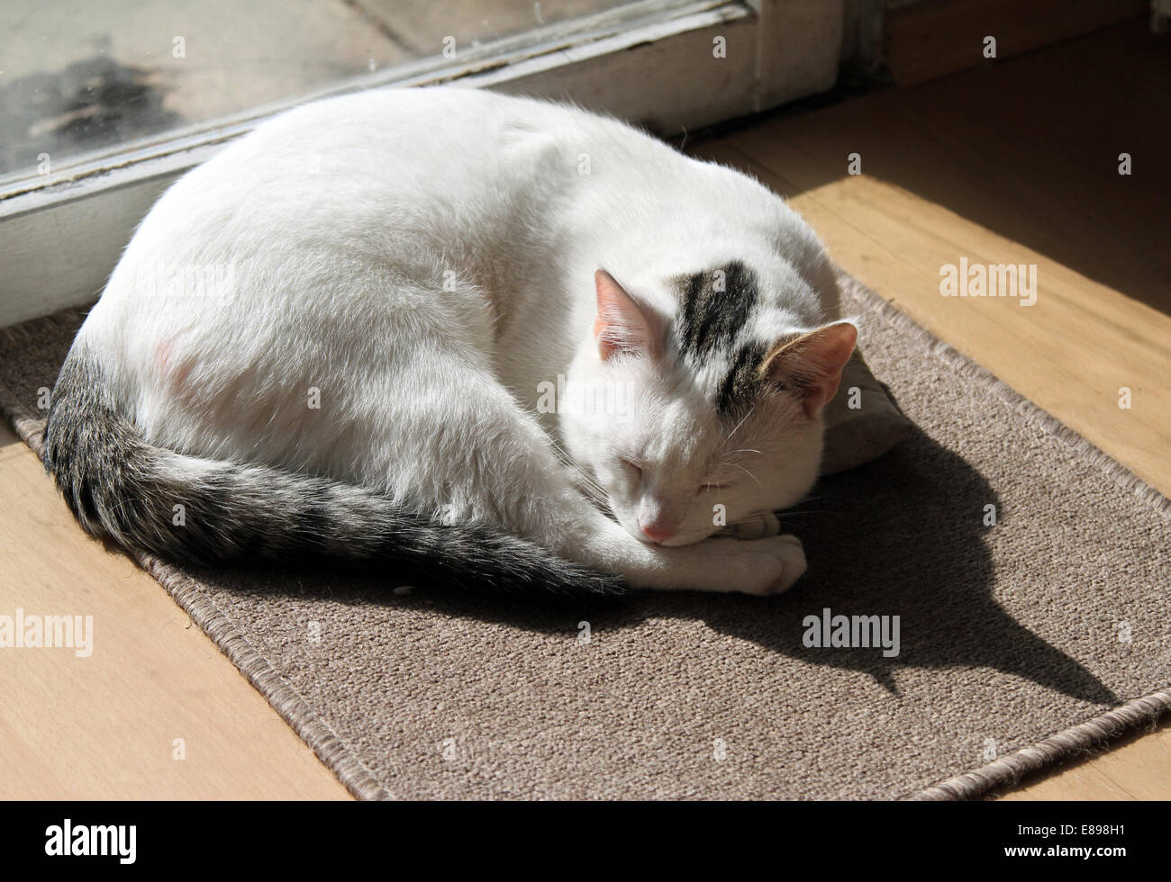 Neuer Hagen als Katze schläft zusammengerollt im Sonnenlicht Stockfoto