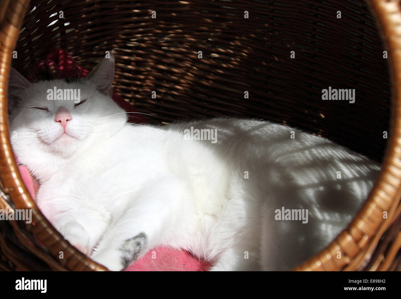 Neuer Hagen, Deutschland, Katze schlafen entspannt in einem Cat-Korb Stockfoto