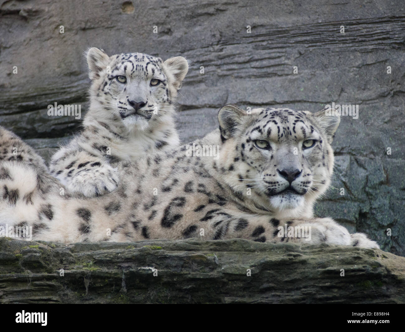 Schneeleoparden, Mutter und Jungtier auf Leiste Stockfoto