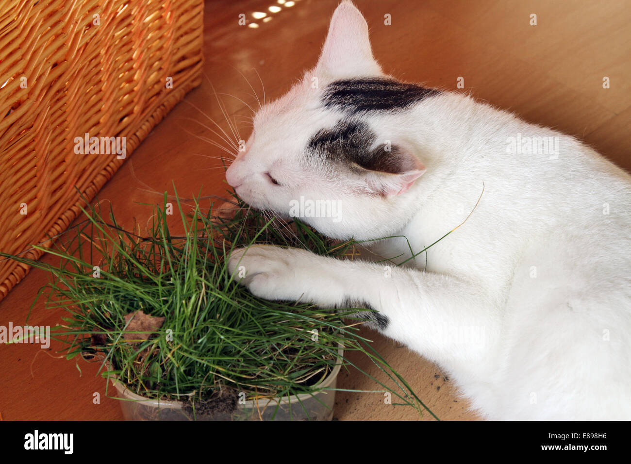 Neuer Hagen, Deutschland, frisst die Katze Katzengras Stockfoto