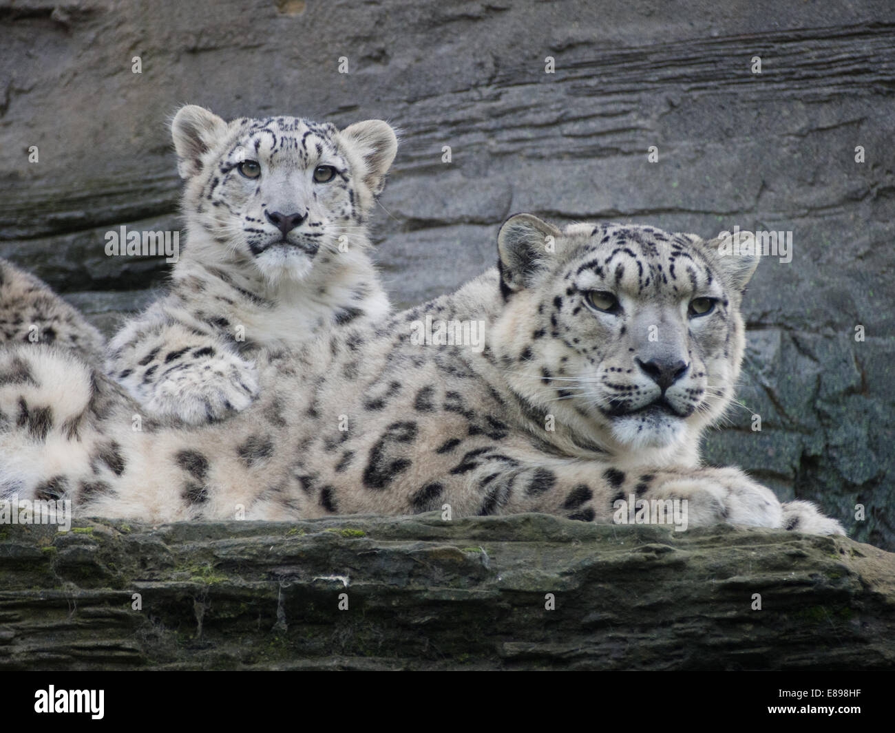 Schneeleoparden, Mutter und Jungtier auf Leiste, schöne Stockfoto