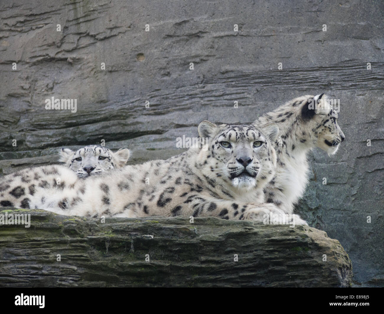 Schneeleoparden, Mutter und zwei Jungen am Riff auf Mom lehnend. Stockfoto